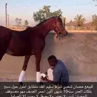 البيع مهر شعبي شيخ إسلامه شرد لا يوجد تقدم إلا بيع عجل 4500