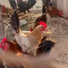 ديوك بلدي