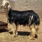 خروف جذع صنف مشروط