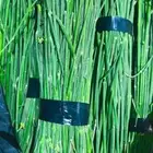 مرخ بسعر كفو