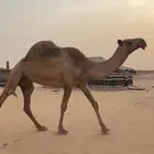 شعلا ضريبه