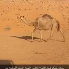 لقحه ملاقي