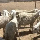 تم البيع