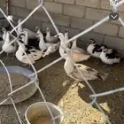 بط يرجن ويبيض