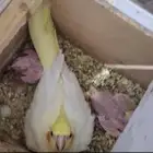 جوزين كيروان منته