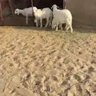 تربيه كفوو شرح وشعره