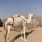 لبيع ضريبه وضحاء