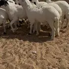 سواكن