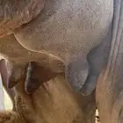خلفه ساحليه سنه ثنيه منيحه وكفو تحتها بكره تعبي ام 60