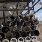 للبيع حمام زاجل وفرنسي ورقصي