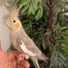 طير كروان كوكتيل مغني