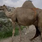 ناقه