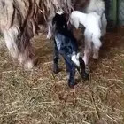 نعجه متاومه بثلاثه