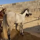 فرس جزيريه