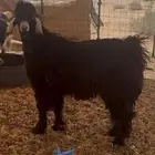 سلام عليكم ورحمة الله للبيع تيس جذع مشروط من كل شي