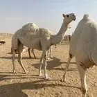 بكار طيبات وضح