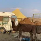 قعدان للبيع