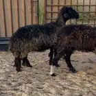 شاه حايل للبيع