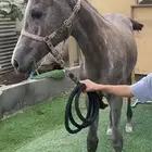 مهره شعبيه