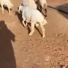 خرفان حري