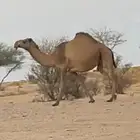 القحه صفراء كفووو لها ف إلقاح 9 شهور وطالع حول 10 طيبه