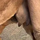 عرض ناقه خفوت