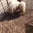 ثلاثة خرفان