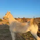 فرس شعبيه من نوادر الشعبيات كفووو جدا