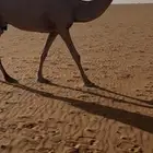 عشاير وضريبه
