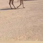 ناقه