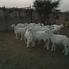 بهم للبيع