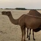 ناقة خلفه القنفذة القوز