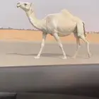 لقحه تلد طيبه على بعير طيب