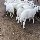 طليان للبيع