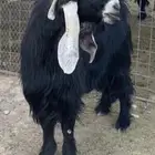 فحل عارضي تم البيع
