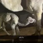 قعود عمره شهر