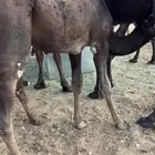 قعود في الافلاج