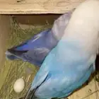 طيور روز منتجه