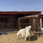 طليان حريه فاخره