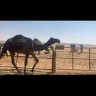 قعود
