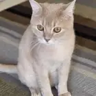 قط تبني ذكر مخصي