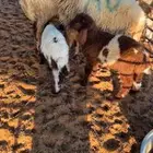 شياة مواليد نعيم