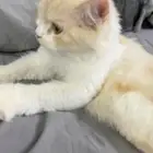 قطط