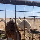 حشو تربيه و فوق التربيه