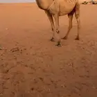 خفوت صفرا كفو