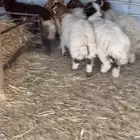 نعيمي