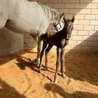 فرس شعبيه عربيه جميله مع مهر