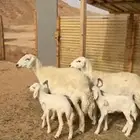 متابيع حريات حرش تممم البيييع
