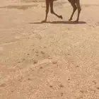 للبيع الصفرا القحه ساسه كرعانيه