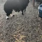 خرف للبيع ومشروط لتواصل